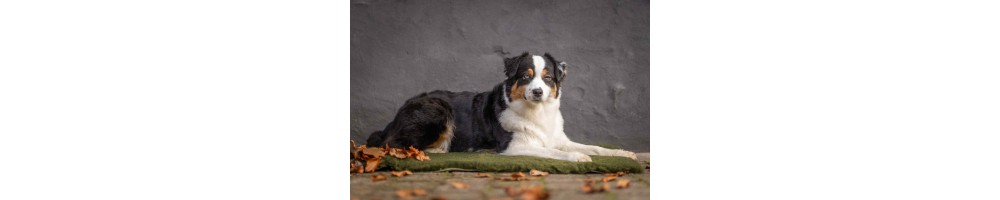 HUND