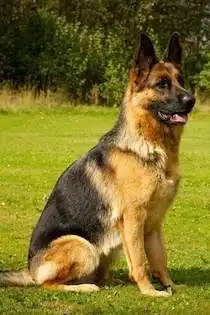Hund