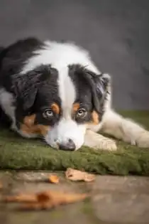 Alt til hunde